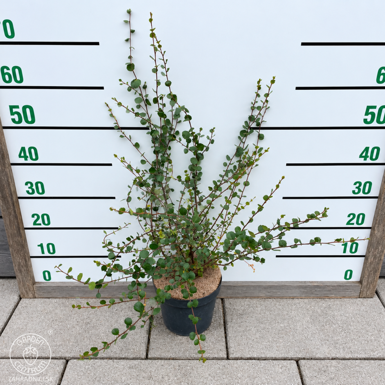 Obrázok Breza trpasličia (Betula nana) - výška 50-60 cm, kont. C3L
